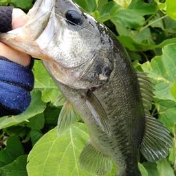 ブラックバス