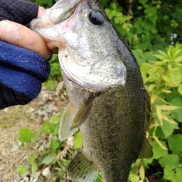 ブラックバス