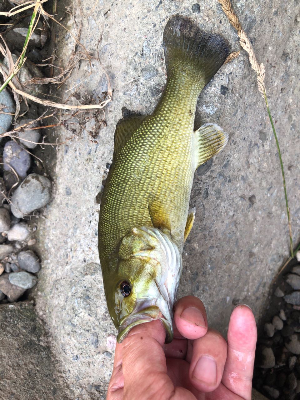 スモールマウスバス