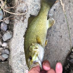 スモールマウスバス