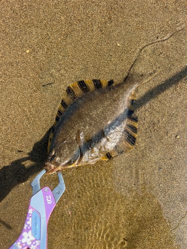 ヌマガレイの釣果