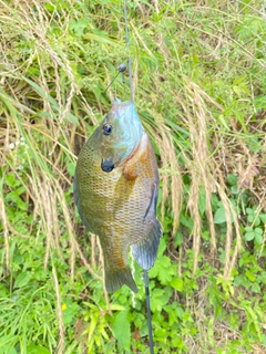ブルーギルの釣果
