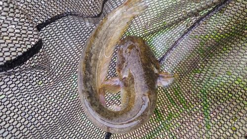 ナマズの釣果