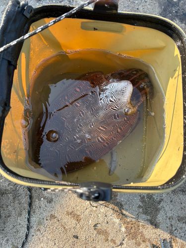 コウイカの釣果