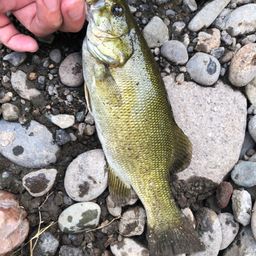 スモールマウスバス