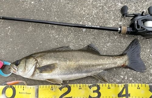 シーバスの釣果