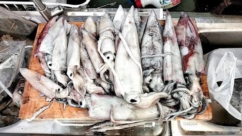 シロイカの釣果