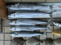サワラの釣果