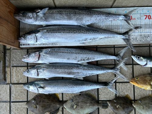 サワラの釣果