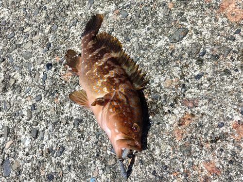 キジハタの釣果