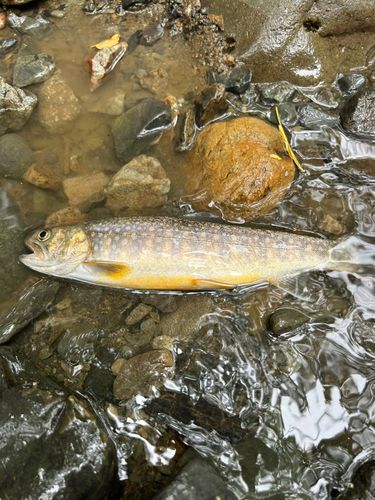 イワナの釣果