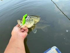 ラージマウスバスの釣果