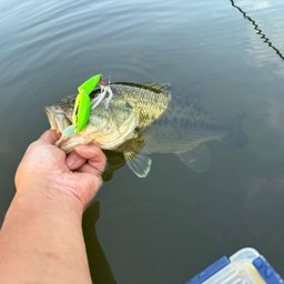 ラージマウスバス