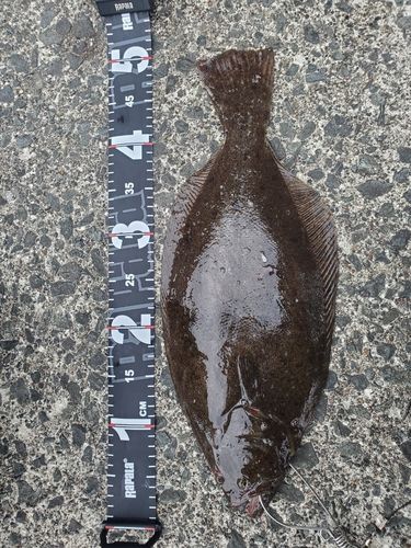ヒラメの釣果