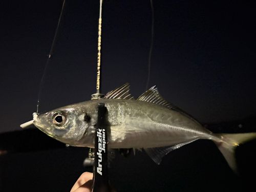 マアジの釣果