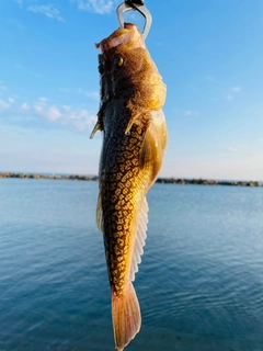 ミシマオコゼの釣果