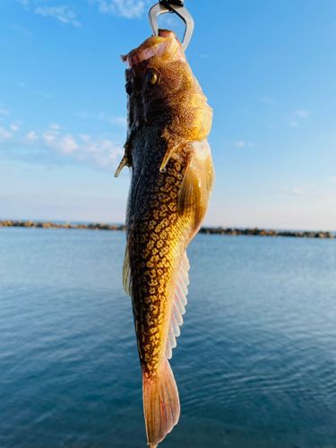 ミシマオコゼの釣果