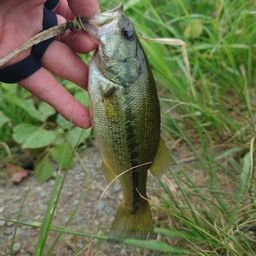 ラージマウスバス