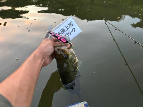 ラージマウスバスの釣果