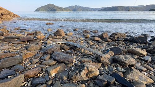 アオヤガラの釣果