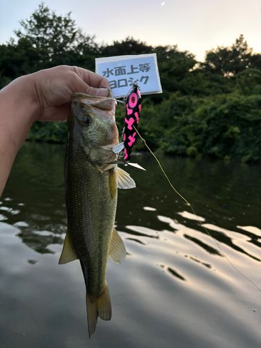 ラージマウスバスの釣果