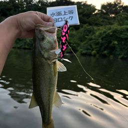 ラージマウスバス