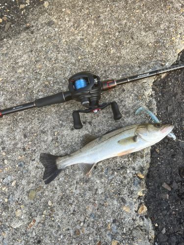 スズキの釣果