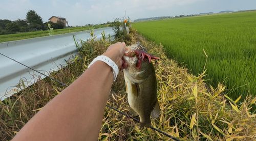 ブラックバスの釣果