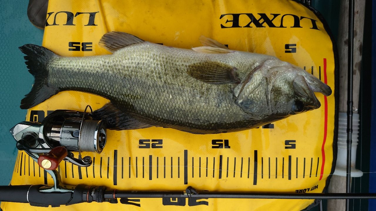 ラージマウスバス