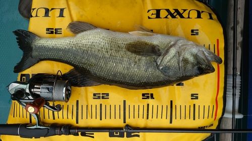 ラージマウスバスの釣果
