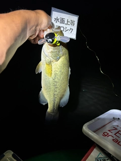 ラージマウスバスの釣果