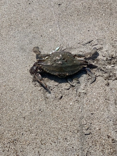 カニの釣果