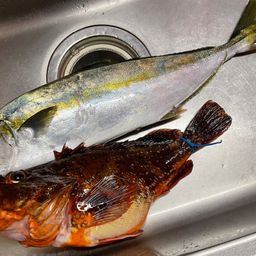 ヒラマサ