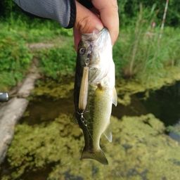 ラージマウスバス