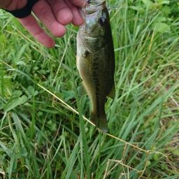 ラージマウスバス