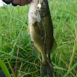 ラージマウスバス