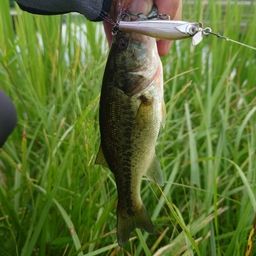 ラージマウスバス