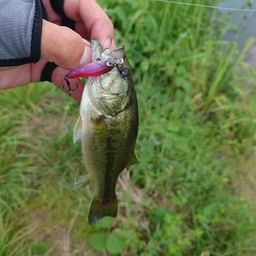 ラージマウスバス