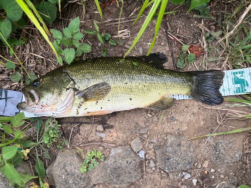 ブラックバスの釣果