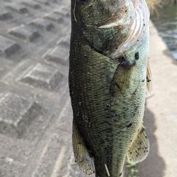 ブラックバス