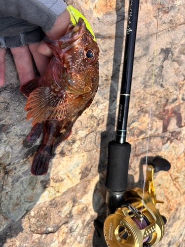 アラカブの釣果
