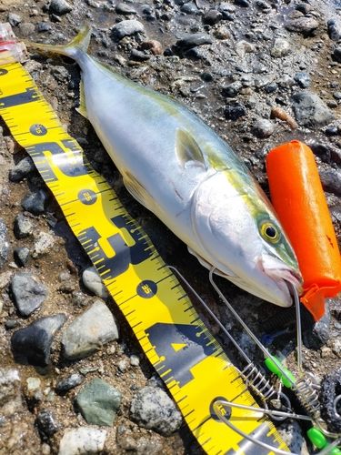 フクラギの釣果