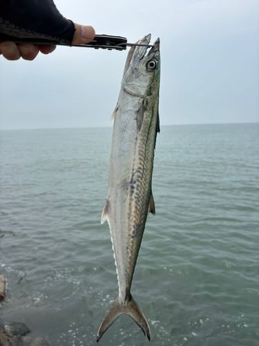サゴシの釣果