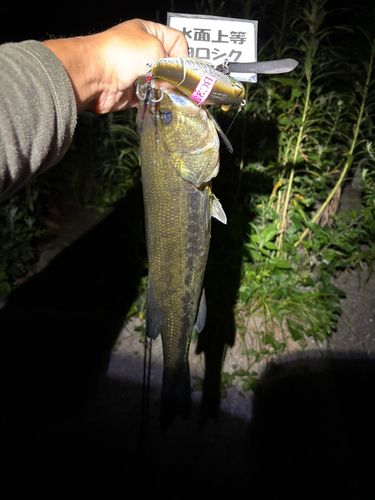 ラージマウスバスの釣果