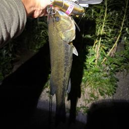 ラージマウスバス