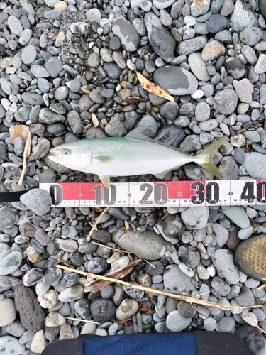 ワカシの釣果