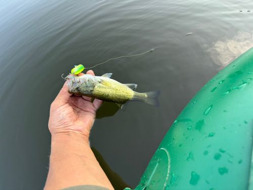 ラージマウスバスの釣果