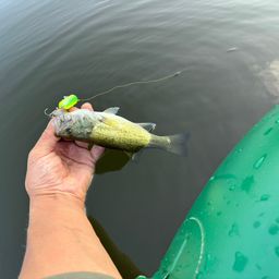 ラージマウスバス