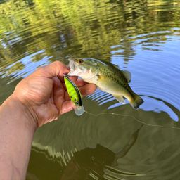 ラージマウスバス