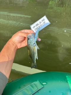 ラージマウスバスの釣果